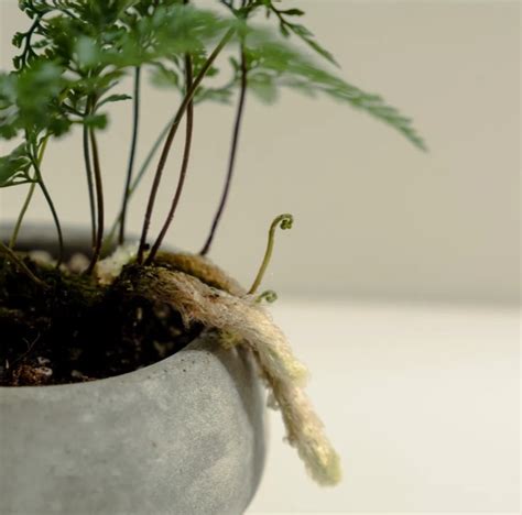 兔腳蕨風水|蕨類植物介紹：蕨類植物圖鑑懶人包 & 照顧方式一次看 